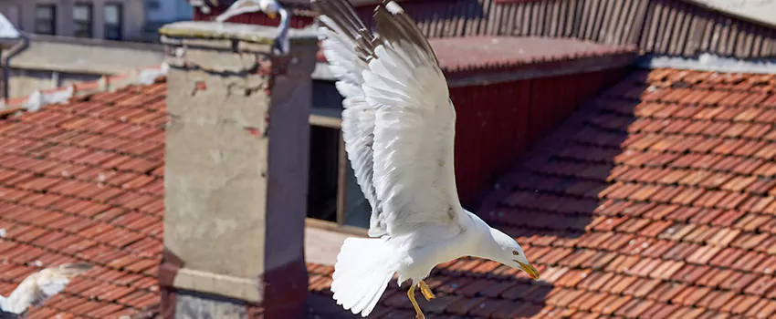 Residential Chimney Animal Removal Solution in Horsham, PA