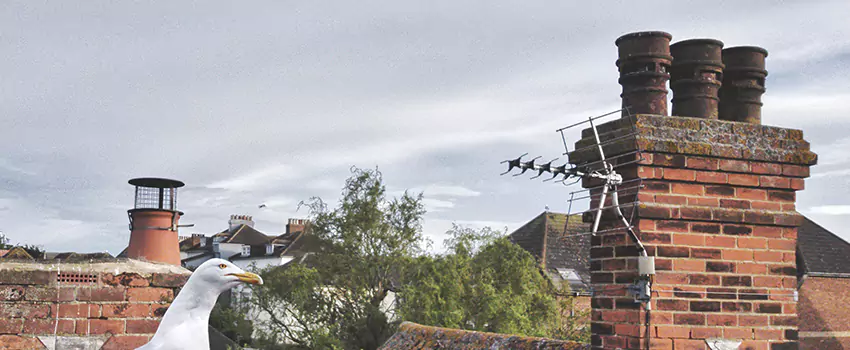 Chimney Cleaning And Restoration in Horsham, Pennsylvania